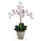 Triple Phalaenopsis Orchid Flower Arrangement In Ceramic Vase